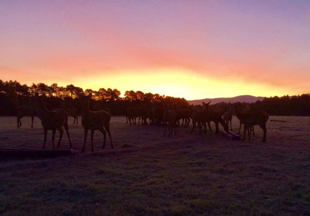  Hermoso atardecer en Rothiemurchus 